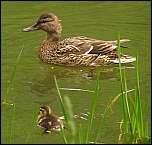 [platyrhynchos-3f.jpg]