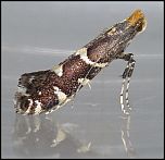 [denticulella-1U.jpg]