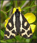 [plantaginis-4fu.jpg]