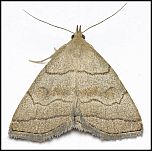 [tarsicrinalis-2.jpg]