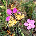 [didymoides-2fu.jpg]