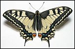 [machaon-a5xu.jpg]