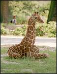 [camelopardis-2.jpg]