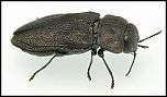 [quadripunctata-2f.jpg]