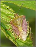 [purpureipennis-5.jpg]
