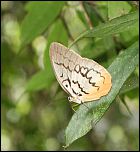 [faunula_faunula-1bmv.jpg]