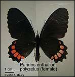 [polyzelus-1f.jpg]